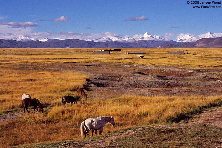 Pasture near Paryang town with Himalayas in background