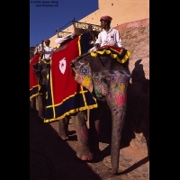 Elephant taxi, Amber Fort, Jaipur