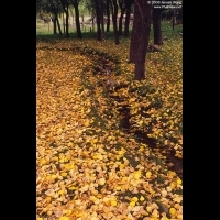 林芝318国道旁的落叶