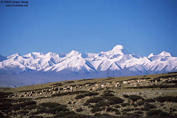 Sheep on hillside with Indian Himalayas in background
