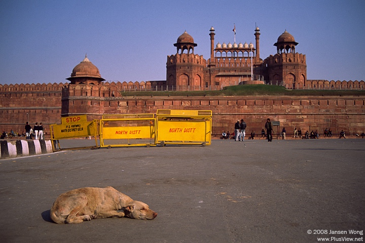 Dog lying on the square in front of Red Fort, Delhi