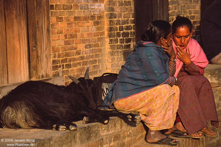 Women & goat relaxing in the sunshine, Bhaktapur, Nepal