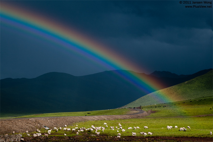Sheep under rainbow, Jigzhi, Amdo, Tibet