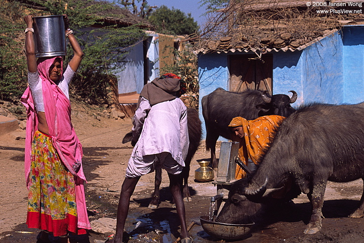 Villager & buffaloes crowded around the well, Akoda village