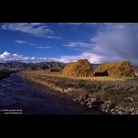 Tibetan barley straws stacking on the field, Shalu village, Shigatse