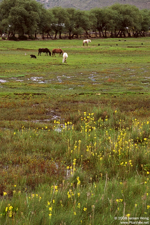 Wetland of Nyang River valley, Nyingchi